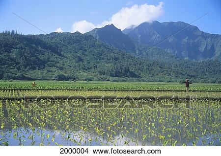 Hawaii, Kauai, Hanalei Valley, Taro Field With Scarecrows, Mountains Background View Large Photo Image Picture - Hawaii, Kauai, Hanalei Valley, Taro Field With Scarecrows, Mountains Background. Fotosearch