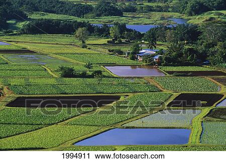 Hawaii, Kauai, Hanalei Valley Taro Fields And Wildlife Refuge. View Large Photo Image Stock Image - Hawaii, Kauai, Hanalei Valley Taro Fields And Wildlife Refuge.. Fotosearch