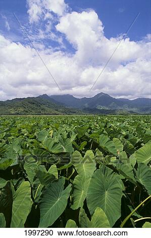 Stock Image - Hawaii, Kauai, Hanalei Valley, Taro Fields Foreground, Mountains Background, Clouds Blue Sky A40H. Fotosearch