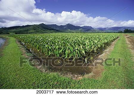 Stock Photo - Hawaii, Kauai, Hanalei Valley, Taro Fields With Mountains Background, Blue Sky And Clouds. Fotosearch