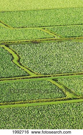 Hawaii, Kauai, Hanalei Valley Taro Fields. View Large Photo Image Stock Photograph - Hawaii, Kauai, Hanalei Valley Taro Fields.. Fotosearch