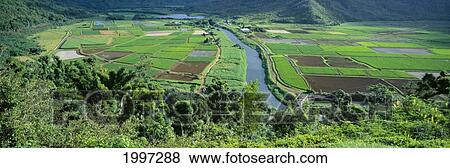 Stock Photo - Hawaii, Kauai, Hanalei Valley, Wildlife And Bird Reserve Taro Fields, Panoramic A40C. Fotosearch