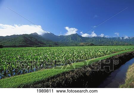 Stock Image - Hawaii, Kauai, Hanalei Valley, With Taro Fields Foreground Scenic View, Agriculture. Fotosearch