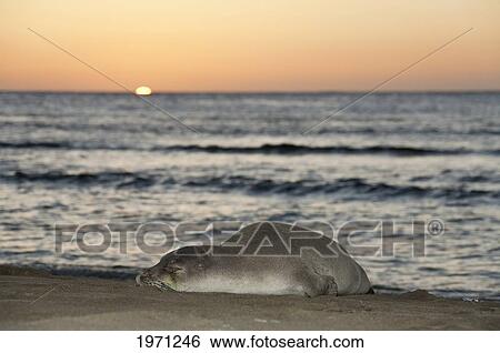Stock Photograph - Hawaii, Kauai, Hawaiian Monk Seal (Monachus Schauinslandi) Laying On Beach.. Fotosearch