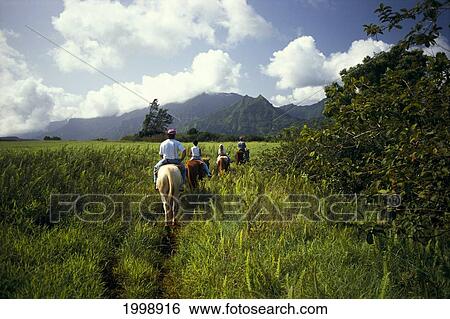 Hawaii, Kauai, Horseback Riding In Hanalei, View From Behind View Large Photo Image Stock Photograph - Hawaii, Kauai, Horseback Riding In Hanalei, View From Behind. Fotosearch