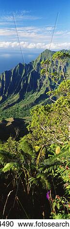 Hawaii, Kauai, Kalalau Valley Beautiful Green Cliffs, Lush Tropical Greenery View Large Photo Image Stock Image - Hawaii, Kauai, Kalalau Valley Beautiful Green Cliffs, Lush Tropical Greenery. Fotosearch