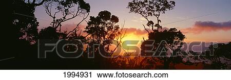 Stock Image - Hawaii, Kauai, Kalalau Valley, Lehua Trees Silhouetted At Sunset, Pink Orange Clouds, Golden Sunball.. Fotosearch