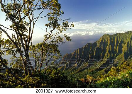 Hawaii, Kauai, Kalalau Valley Lookout Green Ridges Pali Afternoon Light Ohia Tree Frame Left View Large Photo Image Stock Photo - Hawaii, Kauai, Kalalau Valley Lookout Green Ridges Pali Afternoon Light Ohia Tree Frame Left. Fotosearch