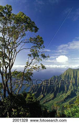 Stock Photo - Hawaii, Kauai, Kalalau Valley Lookout Pali Afternoon Light, Ohia Tree Cloud Layers Background Blue Sky. Fotosearch