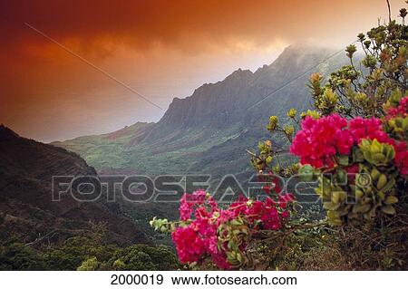 Hawaii, Kauai, Kalalau Valley, Na Pali Coast, Bougainvillea, Orange Hues In Sky C1530 View Large Photo Image Stock Photo - Hawaii, Kauai, Kalalau Valley, Na Pali Coast, Bougainvillea, Orange Hues In Sky C1530. Fotosearch