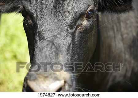 Stock Photo - Hawaii, Kauai, Kalihiwai, Close-Up Of A Cow.. Fotosearch