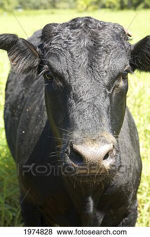 Hawaii, Kauai, Kalihiwai, Close-Up Of A Cow. View Large Photo Image Stock Photo - Hawaii, Kauai, Kalihiwai, Close-Up Of A Cow.. Fotosearch