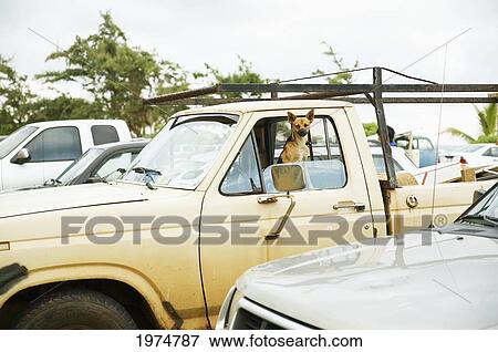 Stock Photo - Hawaii, Kauai, Kamalani, Lydgate Park, Dog Hanging Out In A Truck. Editorial Use Only.. Fotosearch