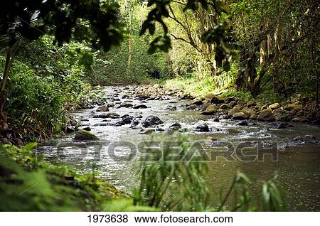 Hawaii, Kauai, Kapahi, Kapahi Stream. View Large Photo Image Stock Photo - Hawaii, Kauai, Kapahi, Kapahi Stream.. Fotosearch