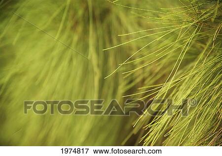 Stock Photo - Hawaii, Kauai, Kilauea, Close-Up Of A Pine.. Fotosearch
