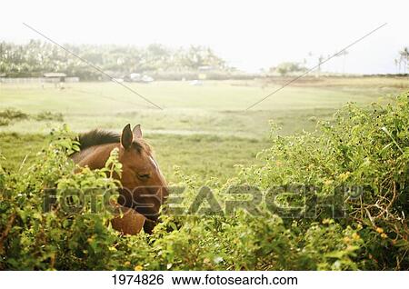 Hawaii, Kauai, Kilauea, Portrait Of A Horse. View Large Photo Image Stock Photograph - Hawaii, Kauai, Kilauea, Portrait Of A Horse.. Fotosearch