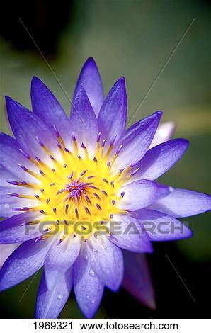 Hawaii, Kauai, Kilauea, Purple Lily Sitting In A Pond. View Large Photo Image Stock Image - Hawaii, Kauai, Kilauea, Purple Lily Sitting In A Pond.. Fotosearch