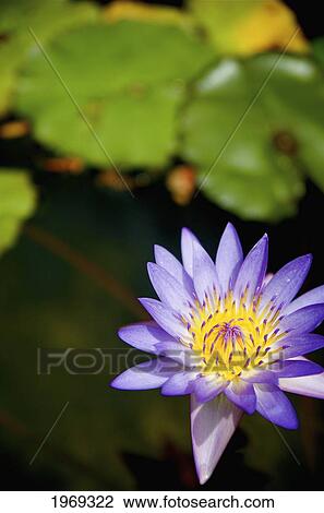 Stock Image - Hawaii, Kauai, Kilauea, Purple Lily Sitting In A Pond.. Fotosearch