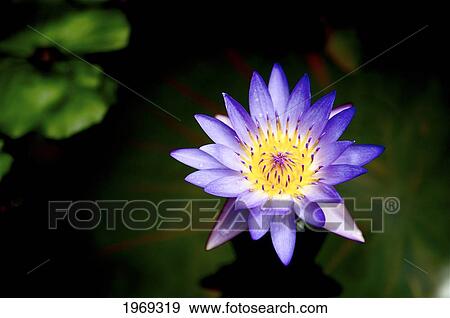 Stock Photo - Hawaii, Kauai, Kilauea, Purple Lily Sitting In A Pond.. Fotosearch