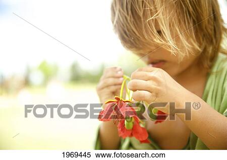Hawaii, Kauai, Kilauea, Young Boy Playing With A Poinciana Blossom. View Large Photo Image Stock Photography - Hawaii, Kauai, Kilauea, Young Boy Playing With A Poinciana Blossom.. Fotosearch