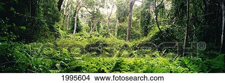 Picture - Hawaii, Kauai, Kokee State Park, Lush Green Tropical Rainforest, Panoramic. Fotosearch