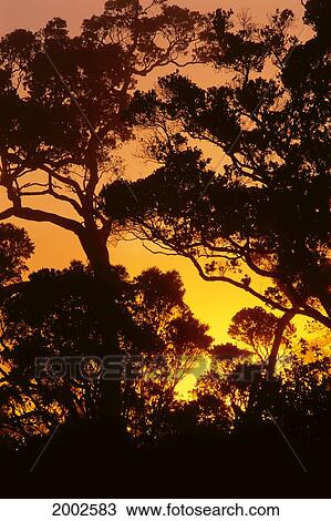 Hawaii, Kauai, Kokee State Park, Ohia Trees Silhouetted At Sunset With Pale Orange Yellow Sky View Large Photo Image Stock Image - Hawaii, Kauai, Kokee State Park, Ohia Trees Silhouetted At Sunset With Pale Orange Yellow Sky. Fotosearch