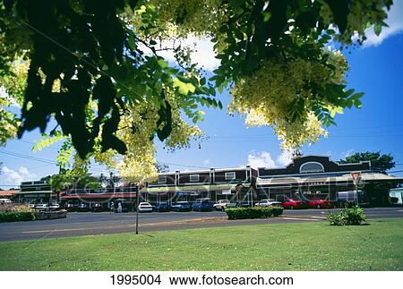 Hawaii, Kauai, Koloa Town Historic Storefront Distance Tree Branches Overhang Foreground View Large Photo Image Picture - Hawaii, Kauai, Koloa Town Historic Storefront Distance Tree Branches Overhang Foreground. Fotosearch