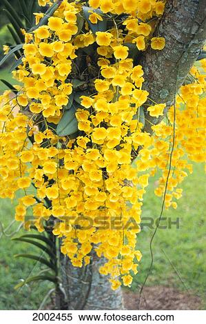 Hawaii, Kauai, Lawai, V. Mable Mae Kamahele Yellow Orchids, Draping Down From Tree View Large Photo Image Stock Photography - Hawaii, Kauai, Lawai, V. Mable Mae Kamahele Yellow Orchids, Draping Down From Tree. Fotosearch
