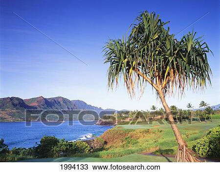 Stock Image - Hawaii, Kauai, Lihue, Kauai Lagoons Golf Course, Kiele Course, Tree In The Foreground.. Fotosearch