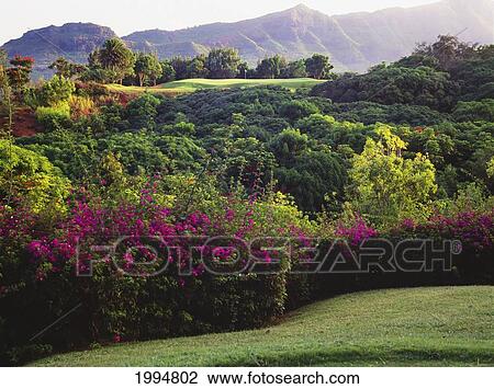 Stock Image - Hawaii, Kauai, Lihue, Kauai Lagoons Golf Course, Kiele Course, Flowers And Vegetation Line The Green.. Fotosearch