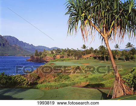 Stock Photo - Hawaii, Kauai, Lihue, Kauai Lagoons Golf Course, Kiele Course, Tree In The Foreground.. Fotosearch