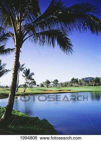 Hawaii, Kauai, Lihue, Kauai Lagoons Golf Course, Kiele Course, Palm Tree Over Lake. View Large Photo Image Stock Photograph - Hawaii, Kauai, Lihue, Kauai Lagoons Golf Course, Kiele Course, Palm Tree Over Lake.. Fotosearch