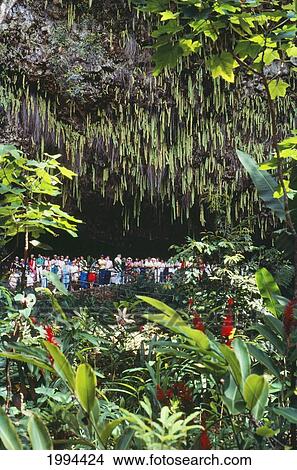 Picture - Hawaii, Kauai, Line Of Tourists Outside Of Fern Grotto. Fotosearch