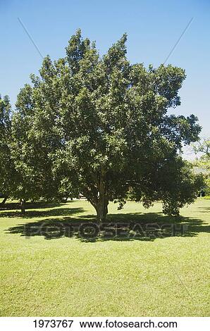 Stock Photo - Hawaii, Kauai, Macadamia Nut Tree. Fotosearch