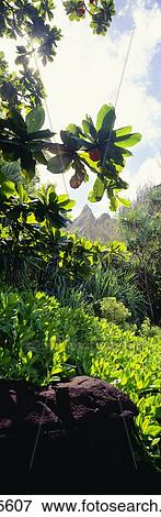 Stock Photo - Hawaii, Kauai, Na Pali Coast, Foliage And Cliffs, Lush Greenery.. Fotosearch