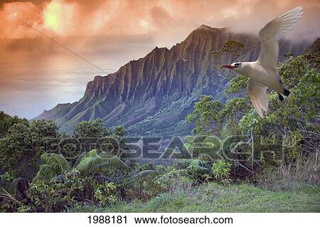 Stock Image - Hawaii, Kauai, Na Pali Coast, Kalalau Valley And Kaaalahina Ridge, View From Kokee State Park Lookout With Bird Flying Through Foreground. Fotosearch