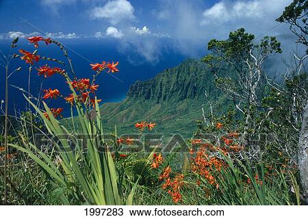 Stock Image - Hawaii, Kauai, Na Pali Coast, Kalalau Valley, Orange Flowers, Greenery A40J. Fotosearch
