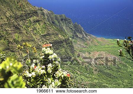 Stock Image - Hawaii, Kauai, Na Pali Coast, Overlooking Kalalau Valley And Ocean From Kokee State Park.. Fotosearch