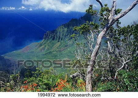 Stock Image - Hawaii, Kauai, Na Pali Coast, Overlooking Kalalau Valley, Bright Orange Flowers. Fotosearch