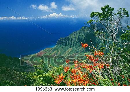 Hawaii, Kauai, Na Pali Coast, Overlooking Kalalau Valley, Bright Orange Flowers View Large Photo Image Stock Image - Hawaii, Kauai, Na Pali Coast, Overlooking Kalalau Valley, Bright Orange Flowers. Fotosearch