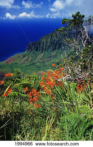 Hawaii, Kauai, Na Pali Coast, Overlooking Kalalau Valley, Bright Orange Flowers View Large Photo Image Stock Photograph - Hawaii, Kauai, Na Pali Coast, Overlooking Kalalau Valley, Bright Orange Flowers. Fotosearch