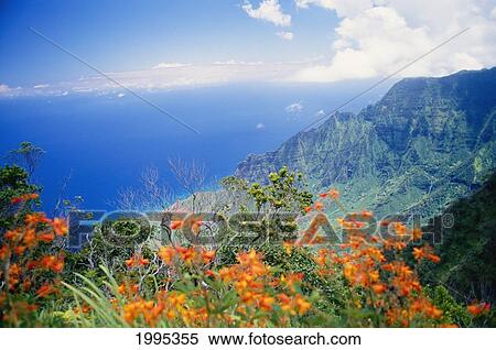 Stock Photography - Hawaii, Kauai, Na Pali Coast, Overlooking Kalalau Valley, Bright Orange Flowers. Fotosearch