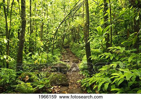 Stock Photo - Hawaii, Kauai, Na Pali Coast, Trail Through Forest To Hanakapi'ai Falls (Off Main Kalalau Trail).. Fotosearch