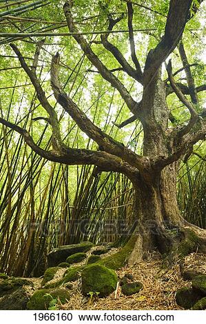 Stock Image - Hawaii, Kauai, Na Pali Coast, Tree And Bamboo Forest Along Trail To Hanakapi'ai Falls (Off Main Kalalau Trail).. Fotosearch