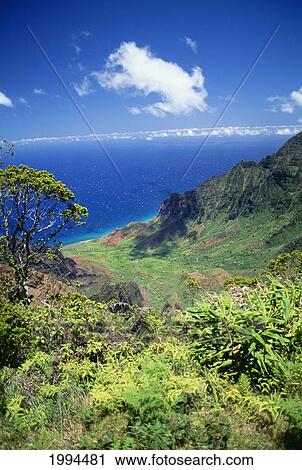 Stock Image - Hawaii, Kauai, Napali Coast, Kalalau Valley Viewpoint. Fotosearch