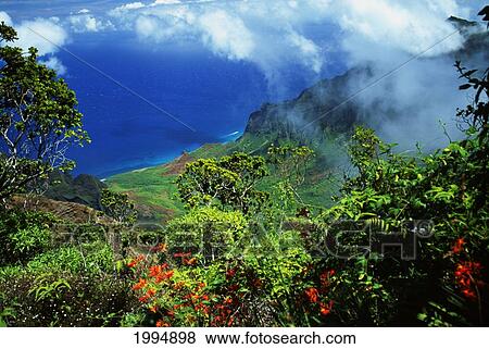 Stock Photo - Hawaii, Kauai, Napali Coast, Kalalau Valley From Kokee, Orange Flowers And Lush Greenery. Fotosearch