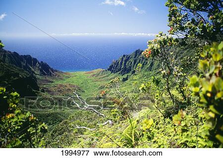 Hawaii, Kauai, Napali Coast, Kalalau Valley From Kokee, Orange Flowers View Large Photo Image Stock Photo - Hawaii, Kauai, Napali Coast, Kalalau Valley From Kokee, Orange Flowers. Fotosearch