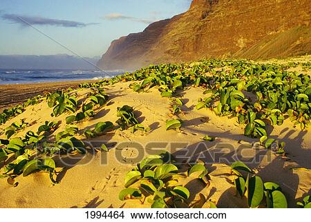Hawaii, Kauai, Napali Coast, Ocean Shoreline In The Early Morning View Large Photo Image Picture - Hawaii, Kauai, Napali Coast, Ocean Shoreline In The Early Morning. Fotosearch