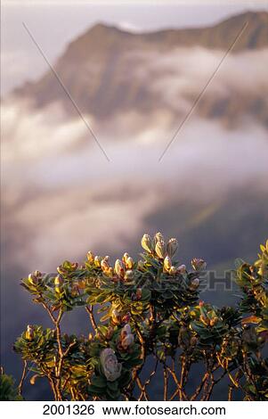 Hawaii, Kauai, Native Tree Blossoms Misty Cloud Layer Along Kalalau Valley Ridge View Large Photo Image Stock Photograph - Hawaii, Kauai, Native Tree Blossoms Misty Cloud Layer Along Kalalau Valley Ridge. Fotosearch