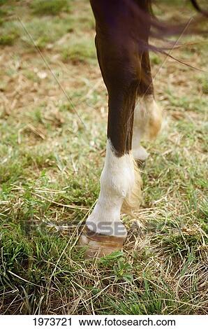 Hawaii, Kauai, North Shore, Close-Up Of A Horses Hooves. View Large Photo Image Stock Image - Hawaii, Kauai, North Shore, Close-Up Of A Horses Hooves.. Fotosearch